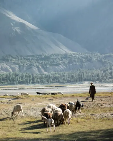 Shepherd and sheeps in Shigar Valley, Shigar