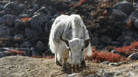 Yak in Kyanjin Gompa, Langtang, Nepal