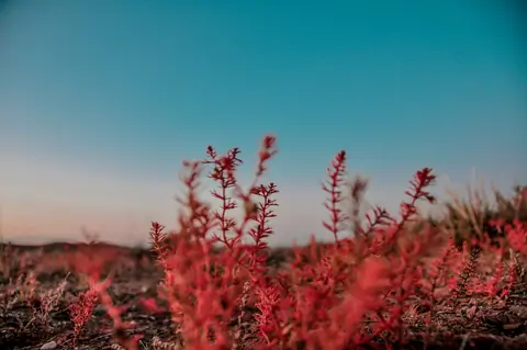 Flora Mongolia