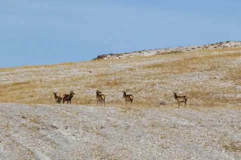 Red deer female 