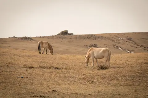 two horses graze quietly in the meadows of the Khustai Nature Park