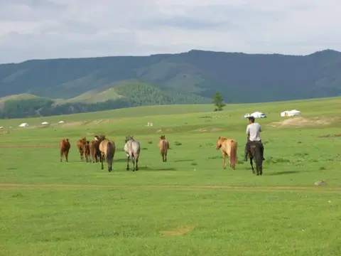 animals such as yak, sheep, horses and cows floundered in the green meadows of the Terelj National Park