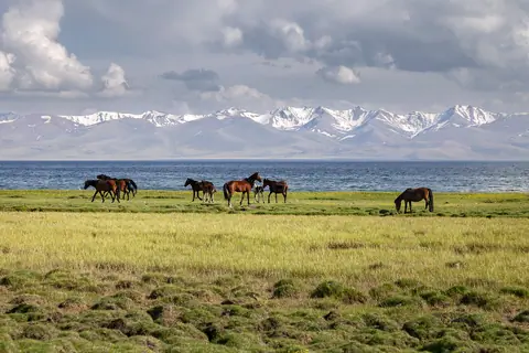 some horses in the middle of green meadows nearly the shore of the Song Kul lake at 3000 m. alt.