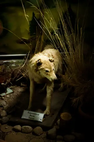 Museum of the Forest
