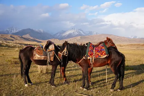 Horses tied "Kyrgyz way"