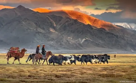 Transhumance in Mongolian Altaï region of Sagsay with bactrian camel and yaks, with two shepherds on their horse