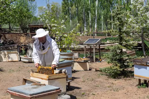 beekeeper harvesting honey