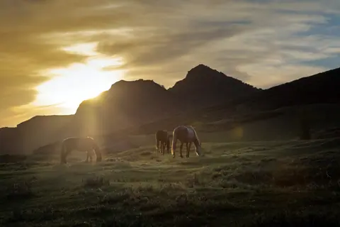 Horses grazing in Siutuu Bulak