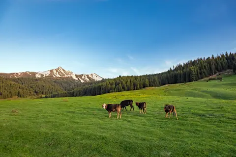Cows grazing at Siutuu Bulak jailoo