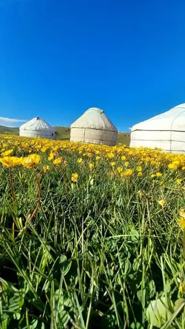 Yurt camp Oljo