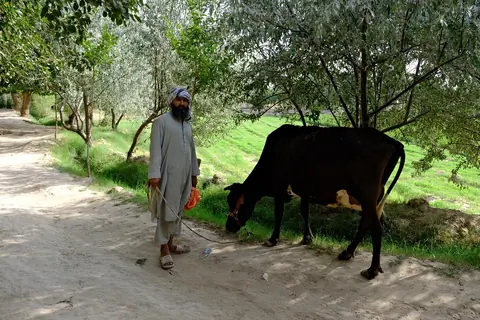 Afghan shepherd in Balkh city