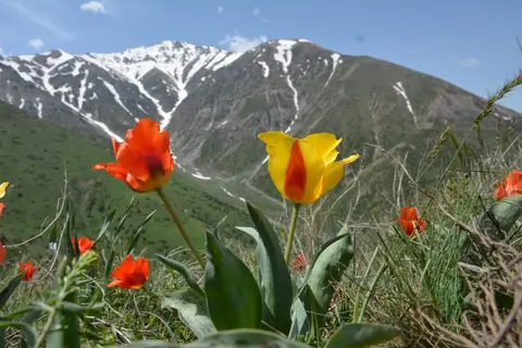 Aksu-Zhabagly State Nature Reserve