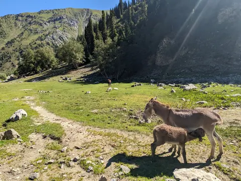 The donkey and its foal in Kara-Suu gorge