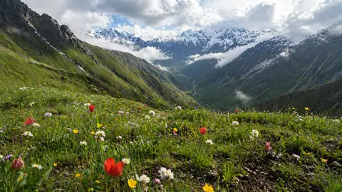 Lush alpine flora of Xinjiang's Tianshan Mountains