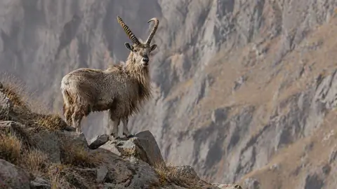 Markhor in its natural high-altitude habitat in Pakistan