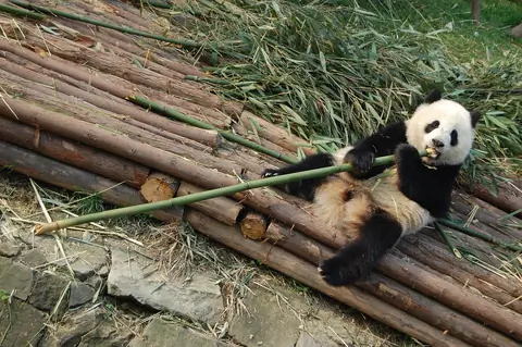 Panda in Chengdu
