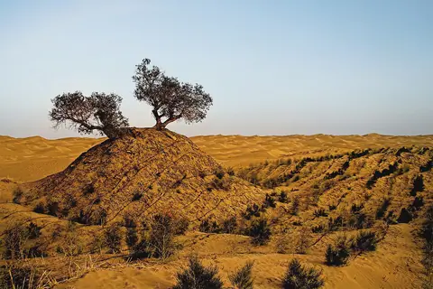 Surviving old tree