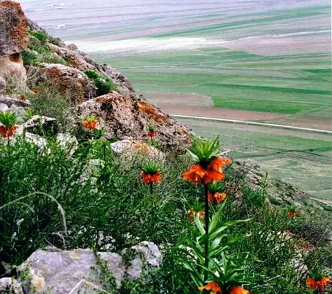 Aigul flower
