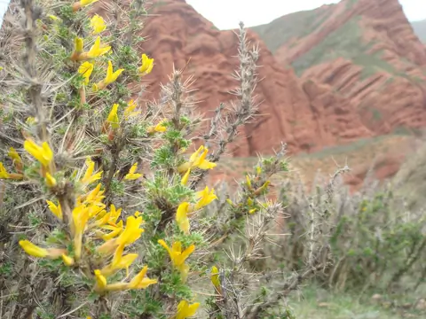 flowers of kyrgyzstan.jpg