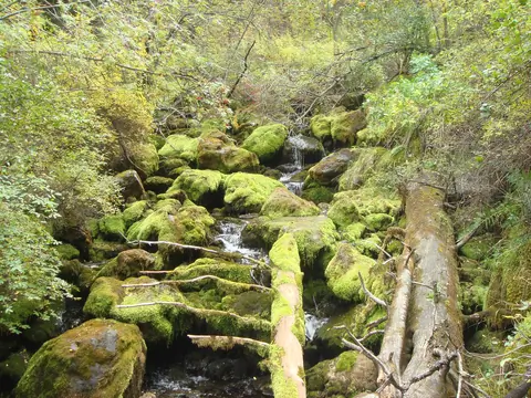 rain_forest_of_kyrgyzstan.jpg