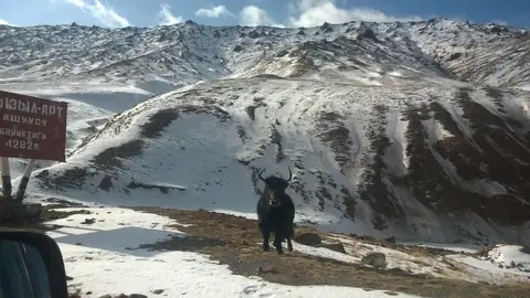 Yak at Kyzyl Art pass on the M41