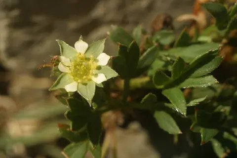 Sibbaldianthe adpressa (Bunge) Juz.