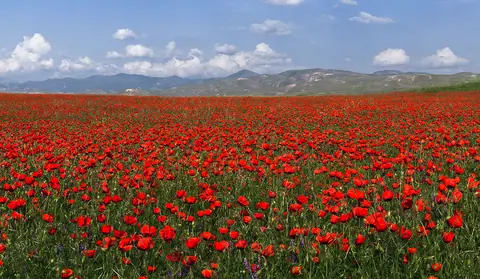 Poppies