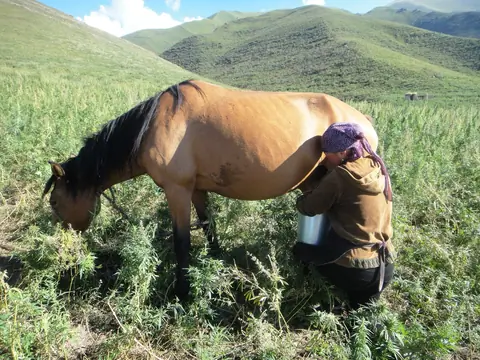 Ozgorush hemp horse milk