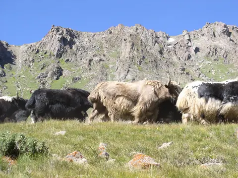 Yaks
