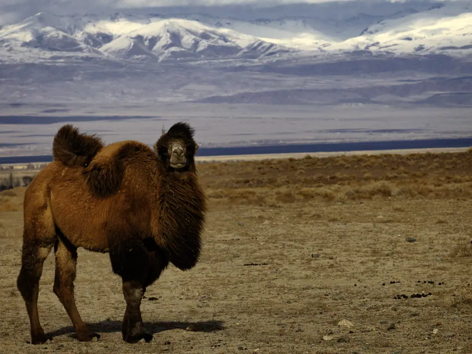 Bactrian camel on the shore of Issyk Kul lake
