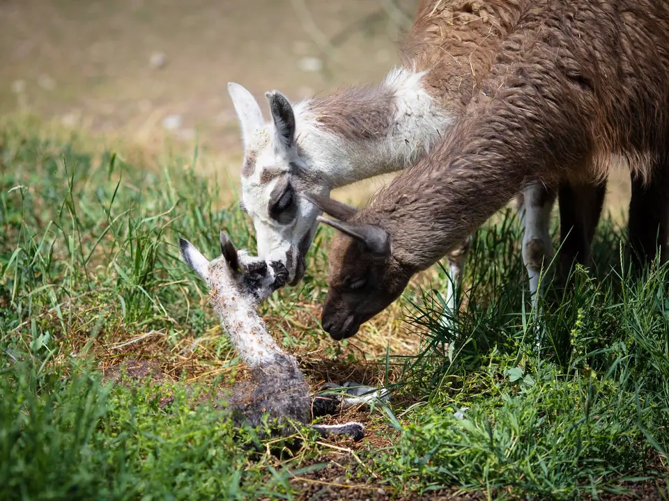 The zoo is managed by the Bugu-Enye Public Foundation