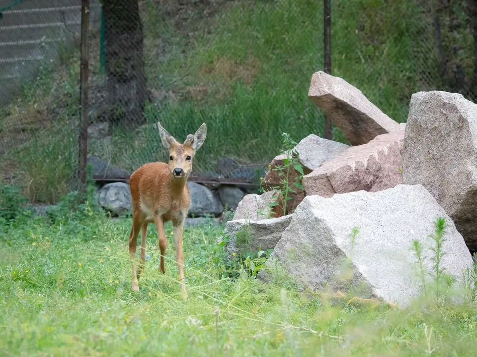 At Karakol zoo by Public Foundation Bugu-Enye