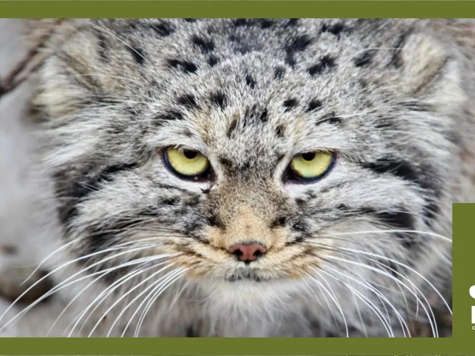 Zoo of Karakol Bugu-Enye Public Foundation