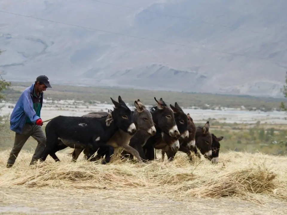 A pamiri farmer working his field