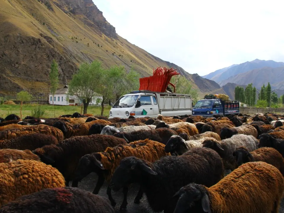 Sheep cattle
