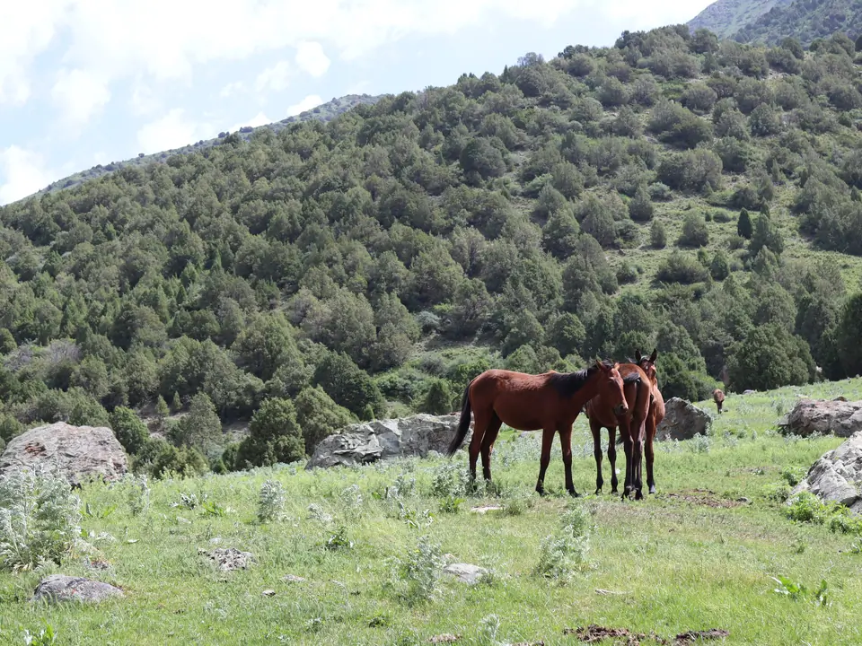 Young horses