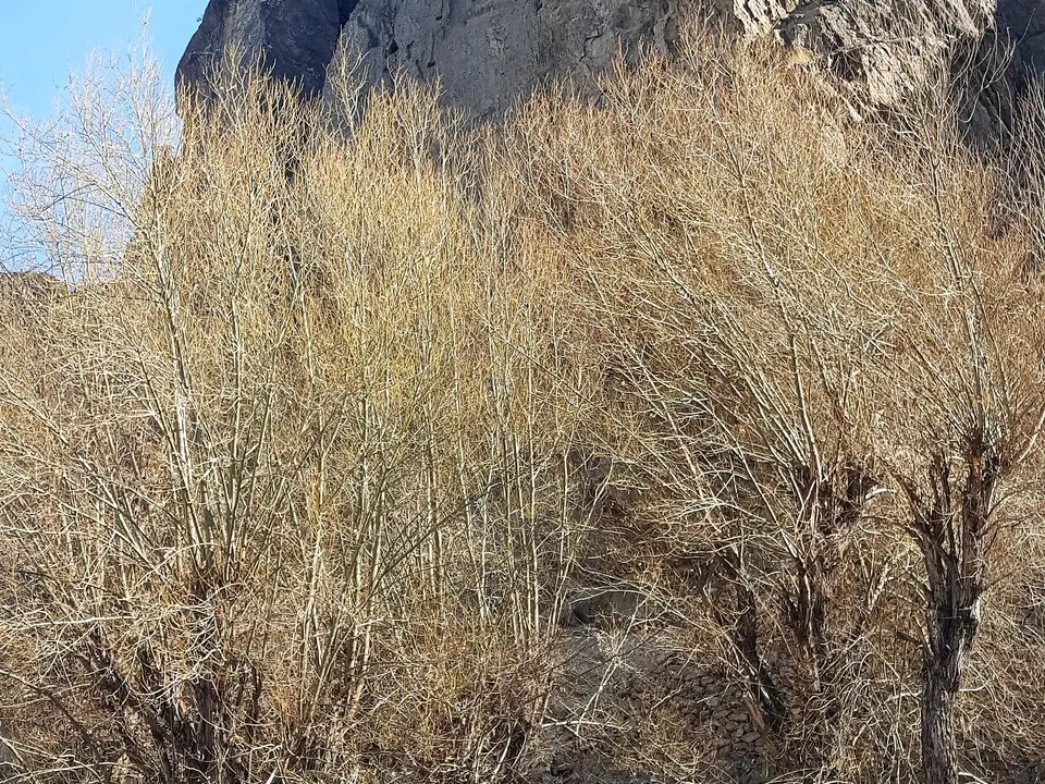 Buddha of Gilgit