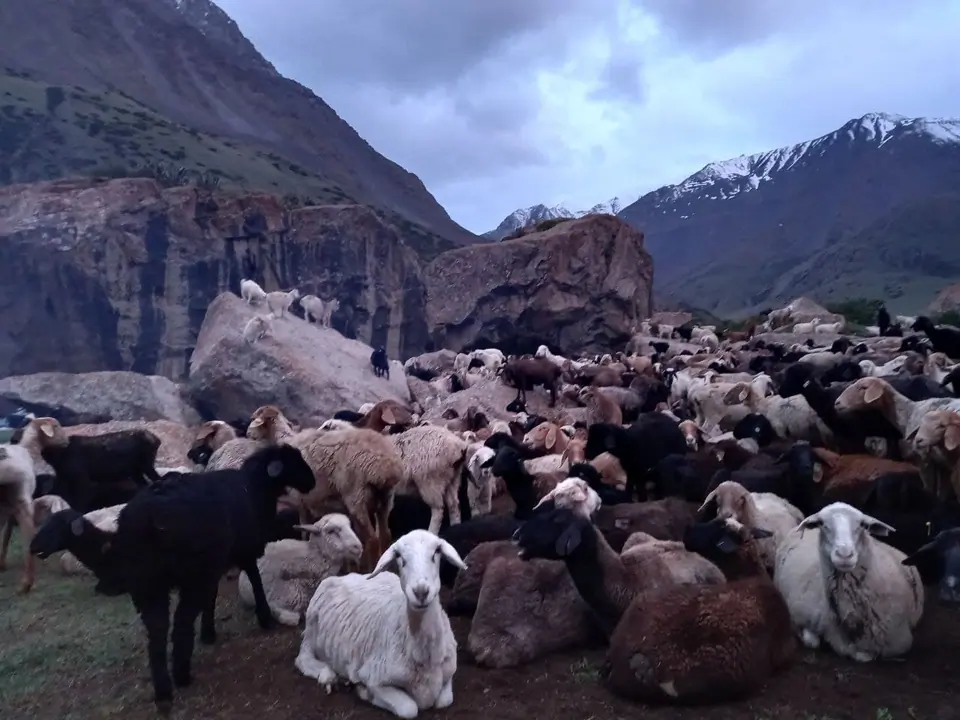 Sheep cattle at Chong Tash in Jukku valley