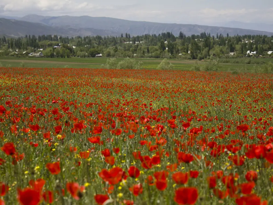Svetlaya Polyana village