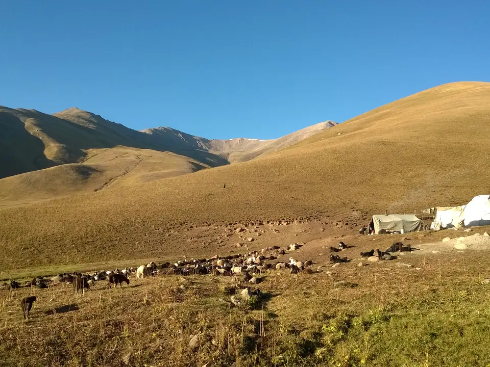 Yurt camp at jailoo Chong Suu, with horses, pasture of Kyzyl Oy village, 