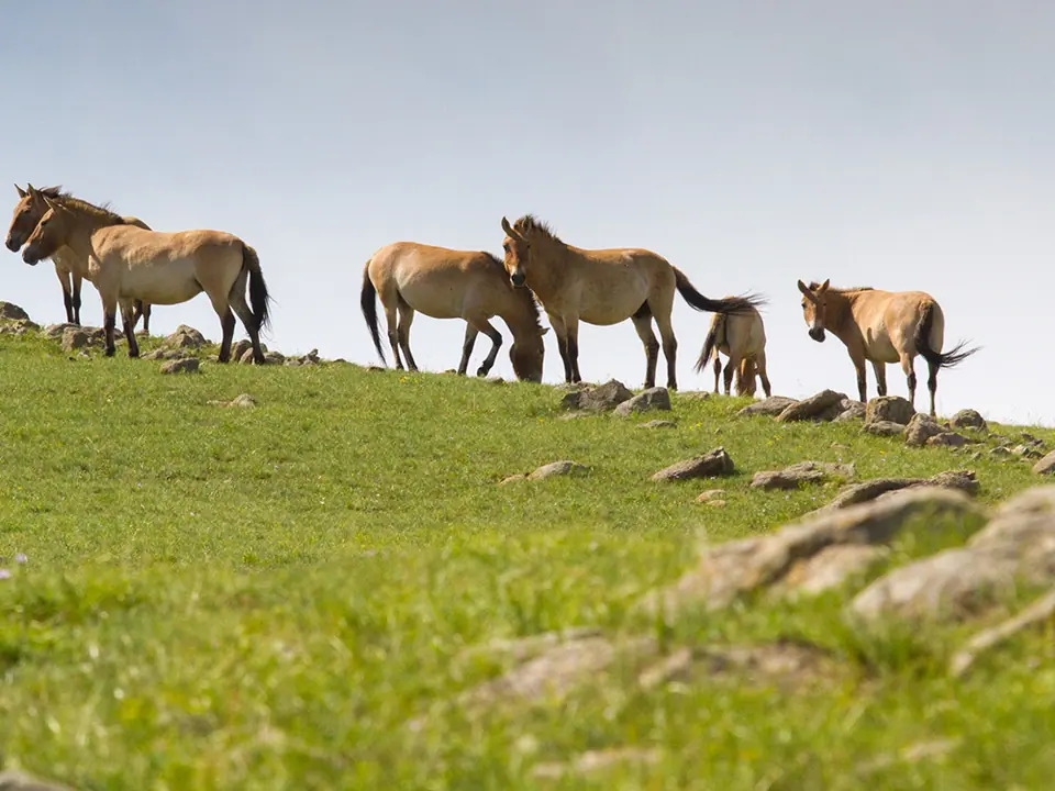 hustai national park