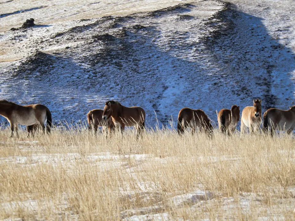 horses graze quietly in the meadows of the Khustai Nature Park