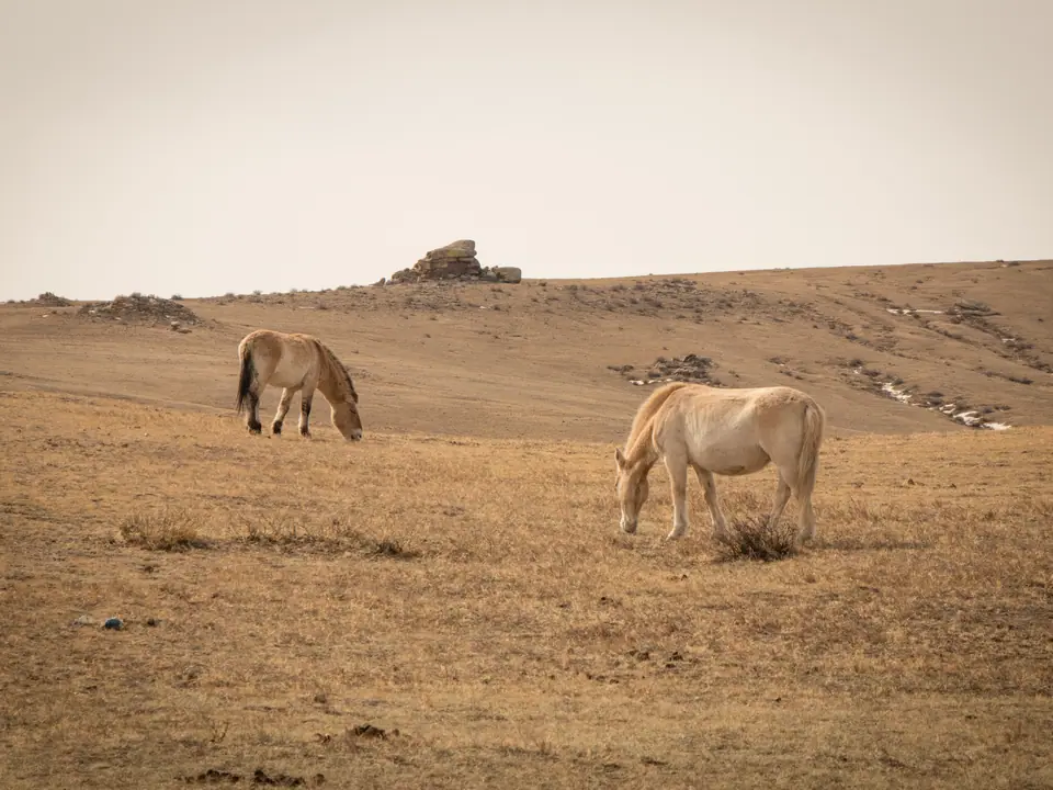 two horses graze quietly in the meadows of the Khustai Nature Park