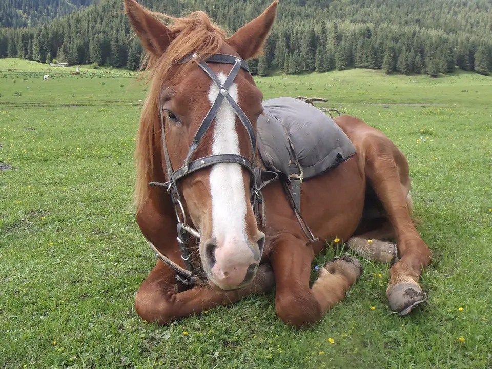 Horse lying on the grass, on the foot of fir-tree forest and snowy peaks