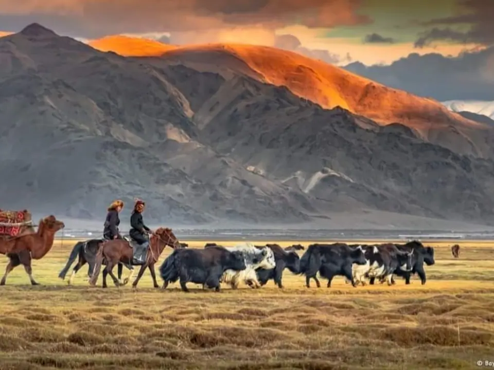 Transhumance in Mongolian Altaï region of Sagsay with bactrian camel and yaks, with two shepherds on their horse