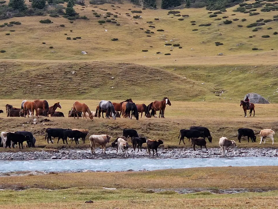 Horses graze in the pasture and on the border of the river Turgen Ak-Suu