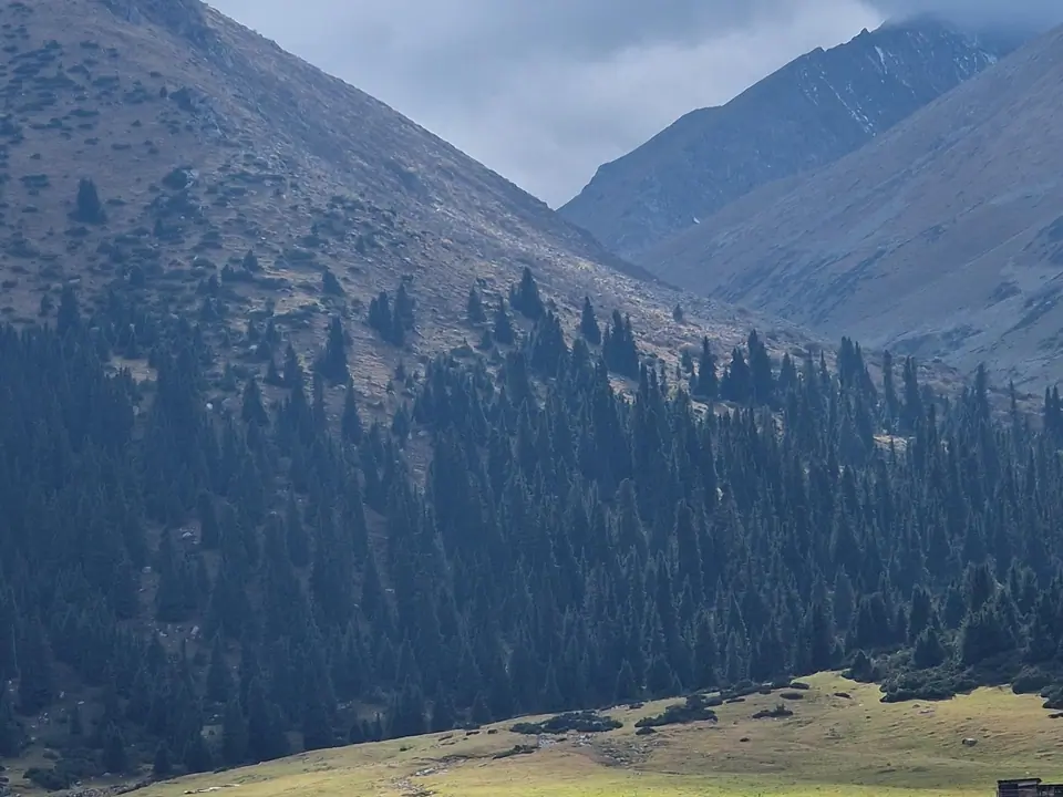 Yurt camp on pasture of Turgen Ak-Suu gorge, with forest of fir-tree Tienshansky