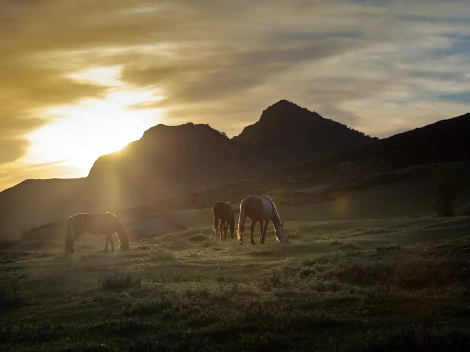 Horses grazing in Siutuu Bulak