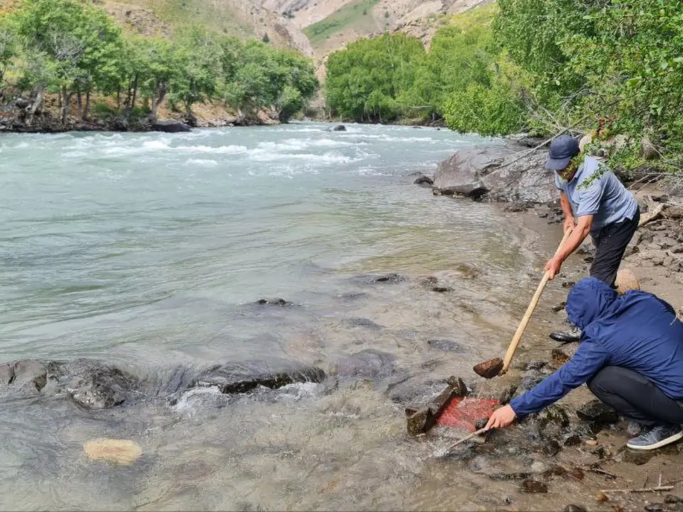 People searching for gold in the Chatkal river