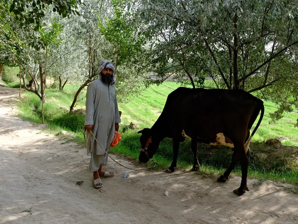 Afghan shepherd in Balkh city